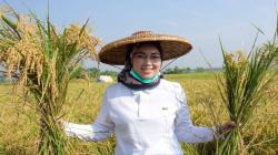 Produksi Padi Purwakarta 157.454 Ton di Semester I, Pemkab Optimistis Surplus <