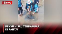 Terdampar di Pantai, Warga Sukabumi Kembalikan Penyu Hijau ke Laut<