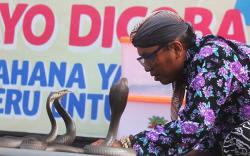 Aksi Pria Bermain dengan 3 Ular Kobra Jawa