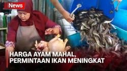 Harga Ayam Potong Meroket, Warga Beralih Konsumsi Ikan