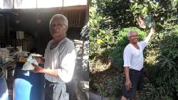 Kisah Inspiratif Mantan Dosen Ubah Kencing Sapi Jadi Pupuk Organik, Dikasih Gula Merah