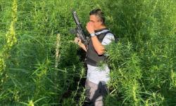 Ladang Ganja 1,5 Hektare Siap Panen Ditemukan di Rejang Lebong Bengkulu