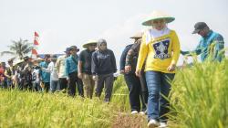 Ratusan Petani Purwakarta Panen Raya Musim Gadu, Produksi Padi Surplus<