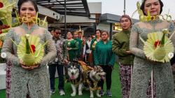 Bukan Cuma Manusia, Pernikahan Anjing Ini Habiskan Biaya Rp200 Juta 