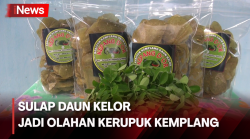  Inovasi Baru! Ibu di Palembang Olah Daun Kelor Jadi Kerupuk Kemplang 