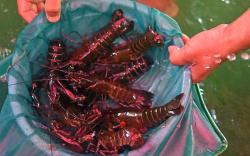 Peternak Bogor Hasilkan 50 Kg Lobster Air Tawar Per Minggu