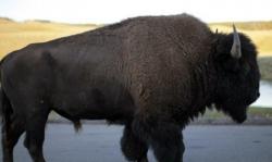 Sedang Berwisata, Perempuan Ini Malah Diseruduk Bison