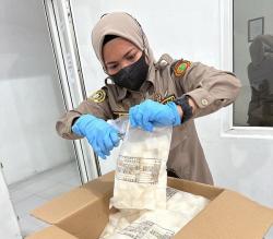 Laris Manis di Jepang, Ekspor Lobak Sumut Tembus 120 Ton Senilai Rp4,4 Miliar 