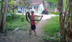 Menegangkan, Pawang Tangkap 2 Ular Kobra yang Resahkan Warga Panulisan Barat Cilacap<