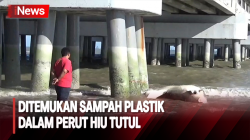 Heboh! 3 Ekor Hiu Tutul Terdampar di Pesisir Pantai Bangkalan, Ditemukan Sampah Plastik dalam Perut