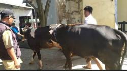 Cegah Penyebaran Antraks, Banjarnegara Perketat Lalu Lintas Sapi dari Luar Daerah