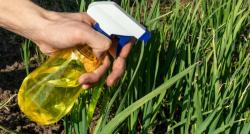 Cara Mematikan Rumput Liar secara Permanen, Pakai Air Panas hingga Cuka