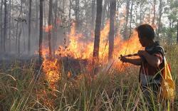 Kebakaran 2 Hektare Hutan Jati di Ngawi