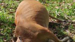 3 Sapi Mati Diracun OTK di Aceh Besar, Polisi Olah TKP