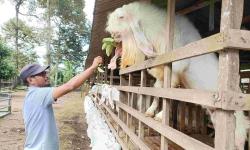 Cerita Kambing Senduro Lumajang, Ternak Unggulan Indonesia yang Dibawa Bung Karno dari India<