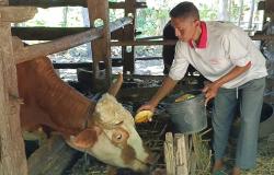 Petani Timun di Gunungkidul Menjerit, Harga Anjlok Hanya Rp1.000 per Kg