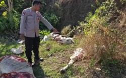 Heboh, Sapi di Tuban Ditemukan Terpotong-Potong hingga 7 Bagian <