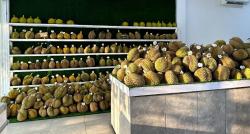 Tempat Makan Durian Enak di Jakarta, Ada Jenis Sumatera hingga Musang King