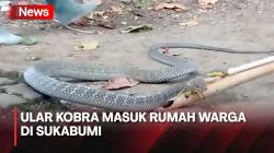 Ular Kobra Sepanjang 3 Meter Masuk Rumah, Warga Sukabumi Geger<