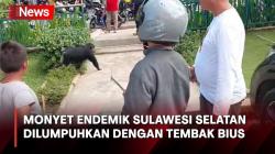 Monyet Endemik Sulawesi Dilumpuhkan dengan Tembak Bius usai Berkeliaran di Jalanan