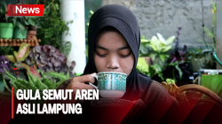 Begini Proses Pengolahan Gula Semut dari Aren yang Kaya Manfaat Bagi Kesehatan 