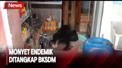 Kerap Resahkan Warga, Monyet Endemik Sulawesi Ditangkap BKSDM