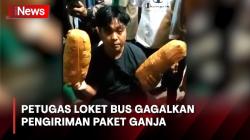 Petugas Loket Bus di Mandailing Natal Gagalkan Pengiriman Paket Ganja Tujuan Jakarta