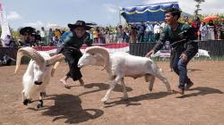 Ganjartivity Lestarikan Tradisi Lokal Garut, Gelar Ngadawuh Ganjar di Karangtengah<