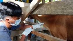14 Ekor Sapi di Kolaka Timur Terjangkit Virus Jembrana, Lalu Lintas Ternak Ditutup<