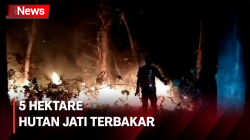 Hutan Jati Seluas 5 Hektare di Tuban Hangus Terbakar 
