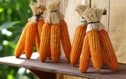 Bukan hanya Nikmat, Ini Manfaat Makan Jagung untuk Kesehatan 