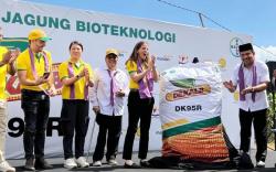 Petani NTB Panen Perdana Jagung Bioteknologi, Pendapatan Meningkat 30 Persen