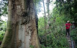 Masuk Hutan Purba Ranjuri Sigi Ada Pohon Langka Usia Ratusan Tahun Berstatus Punah