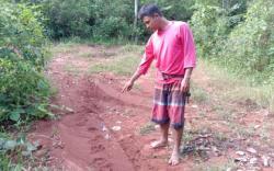 Harimau Sumatera Incar Ternak Warga Mukomuko, Jejak Kaki Membekas di Tanah