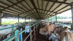 Pemberdayaan Napi, Pelihara Ratusan Ekor Sapi di Lapas Warungkiara Sukabumi<