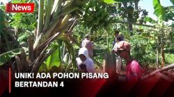 Pohon Pisang Bertandan 4 di Lumajang Hebohkan Warga