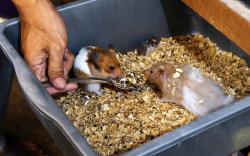 Peternak Asal Pontianak Raup Untung dari Jual Hamster ke Malaysia