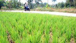 17 Kecamatan di Garut Terancam Kekeringan, Bupati Rudy Sebut Masih Level Kuning