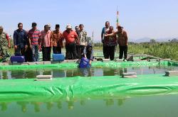 Pemkab Kulonprogo Kembangkan Mina Padi dengan Sistem Surjan