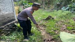 Solok Selatan Gempar, Anjing Bawa Mayat Bayi yang Perutnya Hancur ke Permukiman Warga