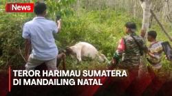 Dua Ekor Sapi Dimangsa Harimau Sumatera, Warga Resah