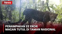 Kamera Pengintai Rekam 22 Ekor Macan Tutul di Taman Nasional Meru Betiri Jember