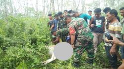 Diduga Diserang Harimau Sumatera, 2 Sapi Warga Madina Mati Mengenaskan, 1 Hilang