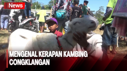  Mengenal Kerapan Kambing Congklangan, Tradisi Unik Dari Probolinggo