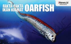 Infografis Fakta-fakta Ikan Kiamat Oarfish