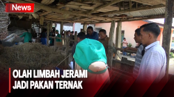 Kreatif, Mahasiswa di Banda Aceh Olah Limbah Jerami Jadi Pakan Ternak 