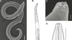 Ajaib, Hewan yang Membeku Selama 46.000 Tahun Dihidupkan Kembali