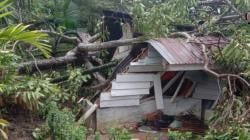 Pohon Tumbang Timpa Rumah di Madina, 4 Orang Tewas 4 Luka-Luka
