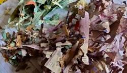 Duh! Uang Rp100 Juta untuk Naik Haji Hancur Dimakan Rayap, Ditabung Bertahun-tahun 