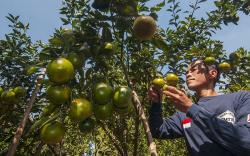 Petani Panen 15 Kuintal Jeruk Siam Madu di Boyolali